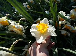 Image result for Narcissus The Bride
