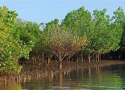 Image result for Mangrove Trees in Kenya