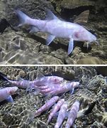 Image result for Largest Cave Fish