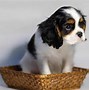 Image result for 8 Cute Dogs That Look Like