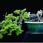 Image result for Bamboo Bonsai Tree