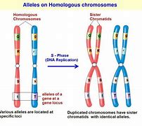 Image result for Allele Chromosome