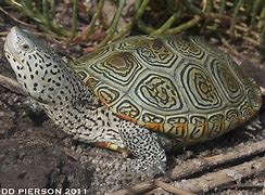 Image result for Malaclemys Emydidae