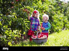 Image result for Fall Apple-Picking