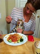 Image result for Feed the Cat Meme