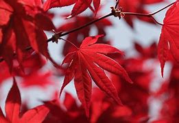 Image result for Red Maple Leaf