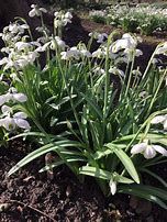 Image result for Galanthus Lady Beatrix Stanley