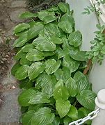 Image result for Hosta Invincible