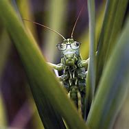 Image result for Aesthetic Cricket Animal