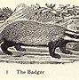Image result for Medieval Woodcut Animals