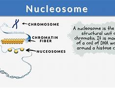 nucleosome 的图像结果