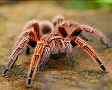 Image result for Biggest Spider in USA