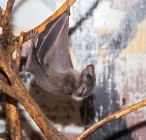 Image result for Zoo Animal Bat