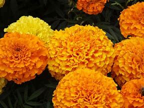 Image result for Marigold Color