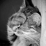 Image result for Funny Cat Smile Meme