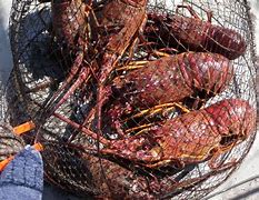 Image result for California Spiny Lobster Fishing