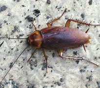 Image result for cucaracha