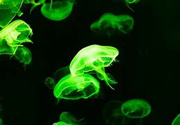 Image result for Medusa Green