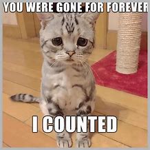 Image result for Hang in There Kitten Meme