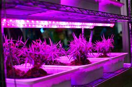 Image result for Curtis Mathes Grow Lights