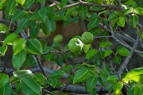 Image result for Manchineel Blossoms