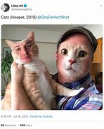 Image result for Trending Cat Memes 2019