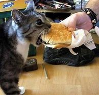 Image result for Can I Has Cheezburger Cold Cat Memes
