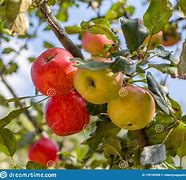 Image result for Red/Yellow Apple