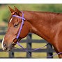 Image result for Bridle Horse Tack