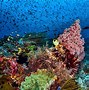 Image result for iPhone X Coral Color