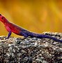 Image result for Colorful Monitor Lizard