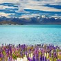 Image result for Most Beautiful Scenery Flowers