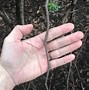 Image result for cercis_canadensis