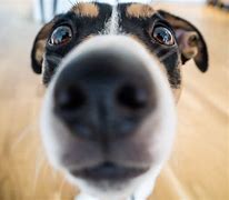 Image result for Animal Looking at Camera Meme