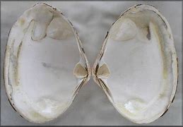 Image result for Arctic Surf Clam