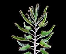Image result for Living Stones Succulent Plants
