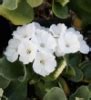 Image result for Primula auricula Snow White