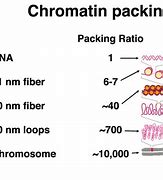 Image result for Chromatin Packing