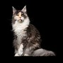 Image result for Rare Calico Cat