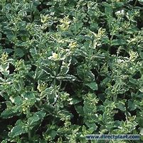 Image result for Mentha rotundifolia Variegata