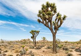 Image result for Desert Trees for Landscaping