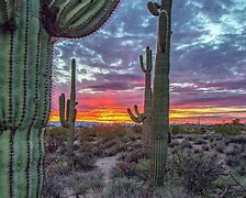Image result for Cactus Desert at Night Background