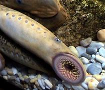 Image result for lamprea