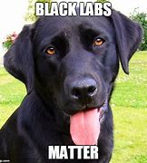 Image result for Black Labs Matter Meme