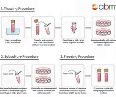 Image result for Cell Culture Protocol