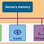Image result for 2 Types of Sensory Memory