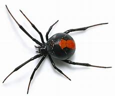 Image result for Redback Spider Venom