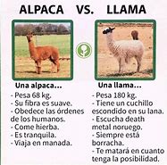 Image result for Alpaca vs iPhone Meme
