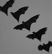 Image result for Animated Bats Flying