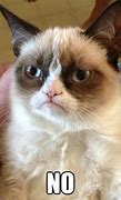 Image result for Cat Meme Saying No